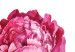 Obraz Bukiet kwiatów - rośliny ułożone w piękną malowaną kompozycję 149804 additionalThumb 5