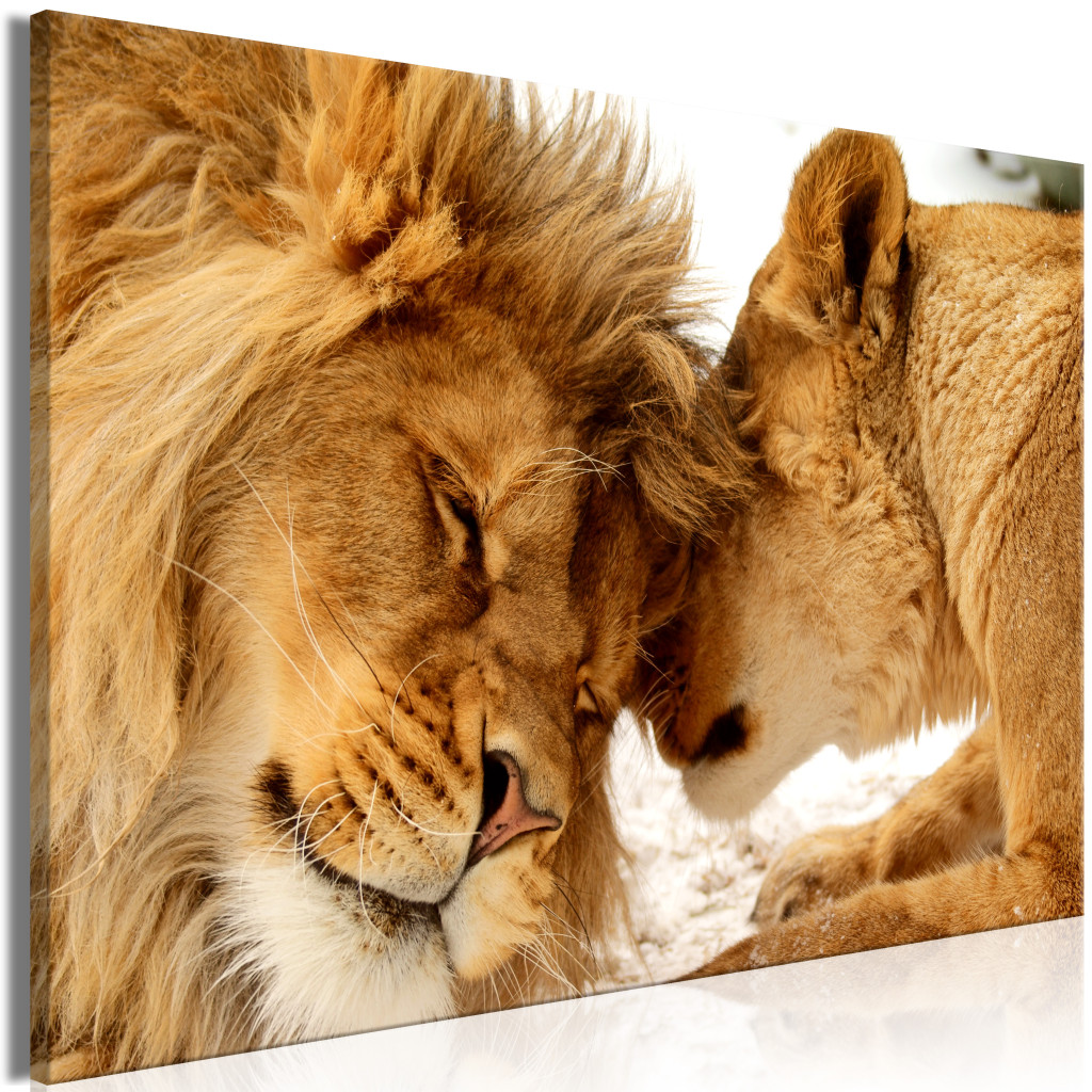 Lion Tenderness [Large Format]