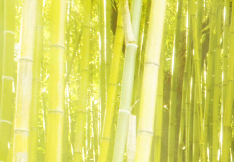 Bild auf Leinwand Bambus im Wasserspiegel 58814 additionalImage 4