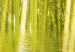 Bild auf Leinwand Bambus im Wasserspiegel 58814 additionalThumb 5