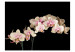 Wall Mural Blooming orchid 60214 additionalThumb 1