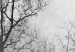 Obraz Drzewa we mgle (1-częściowy) pionowy 116524 additionalThumb 5