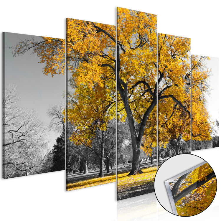 Acrylic Print Autumn in the Park - Golden [Glass]