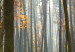 Wandbild Stimmungen des Waldes 50424 additionalThumb 4