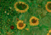 Kunstdruck Bauerngarten mit Sonnenblumen 52224 additionalThumb 3