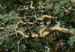Copie de tableau La Forêt de chênes 53024 additionalThumb 3