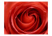 Photo Wallpaper Awakening rose 60324 additionalThumb 1
