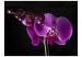 Fotomural Elegant  orchis 60624 additionalThumb 1