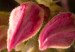 Obraz Naturalny róż (1-częściowy) pionowy 120434 additionalThumb 5