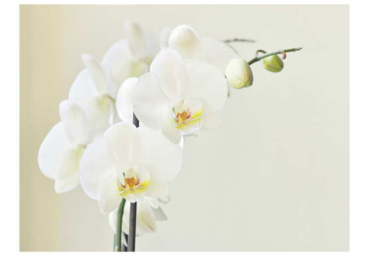 Fototapeta Biała orchidea - naturalne kwiaty w jasnych odcieniach do salonu 60234 additionalImage 1