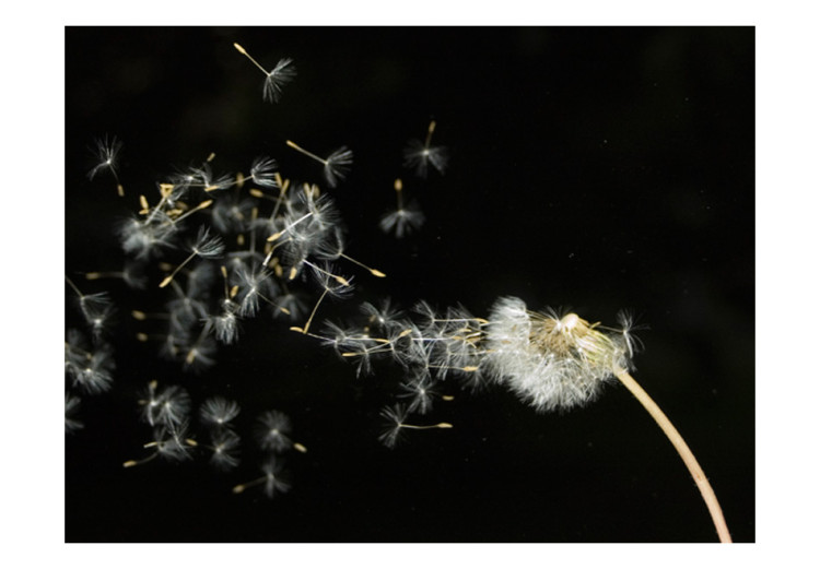 Wall Mural Floral Motif - Close-up of a Dandelion Blowing in the Wind on a Black Background 60634 additionalImage 1