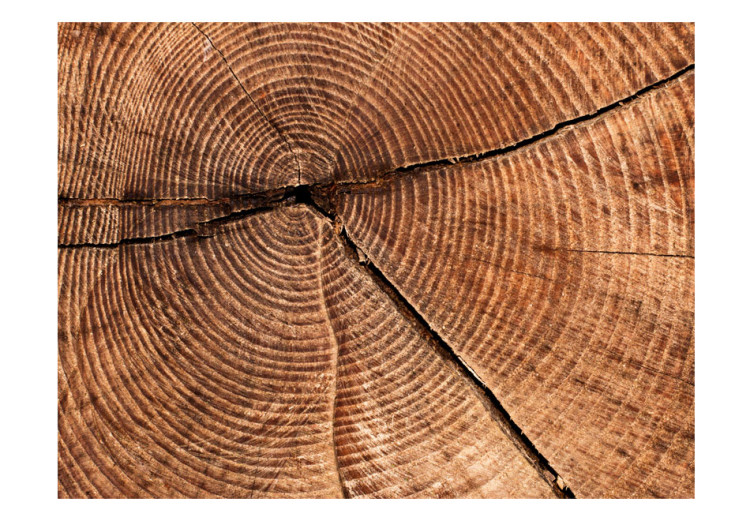 Photo Wallpaper Tree trunk cross section 61044 additionalImage 1