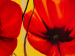 Leinwandbild Das Rot der Mohnblumen  48554 additionalThumb 2
