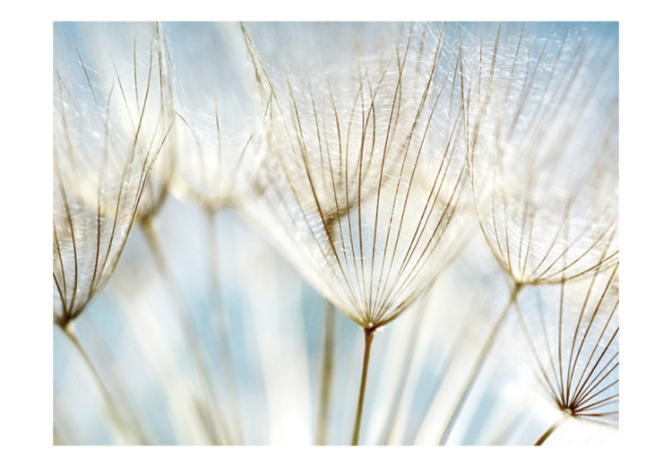 Wall Mural Abstraction - Dandelion Seeds Close-up on a Blurred Background 60354 additionalImage 1