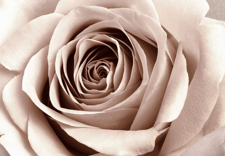 Obraz Herbaciana róża na dłoni - zdjęcie kobiety trzymającej w ręce kwiat  128064 additionalImage 5