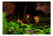 Wall Mural Marine World - Three golden fish in a dark cave with green flora 61264 additionalThumb 1