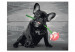 Paint by Number Kit Dog With A Rose 107174 additionalThumb 7