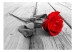 Fotomural Abandoned Rose 107474 additionalThumb 1
