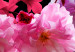 Fototapeta Koktajl z natury - kolorowe kwiaty na jednolitym tle w czarnym kolorze 118374 additionalThumb 3