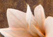 Quadro moderno Natura della magnolia (1 pezzo) - Fiori chiari su sfondo marrone 48474 additionalThumb 4