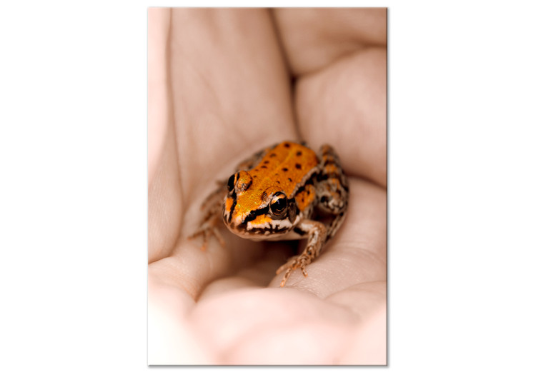 Obraz na płótnie Żaba na dłoniach - pomarańczowe zwierzę w czarne kropki siedzące na dłoniach dorosłego człowieka