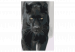  Dibujo para pintar con números Black Panther 134884 additionalThumb 7