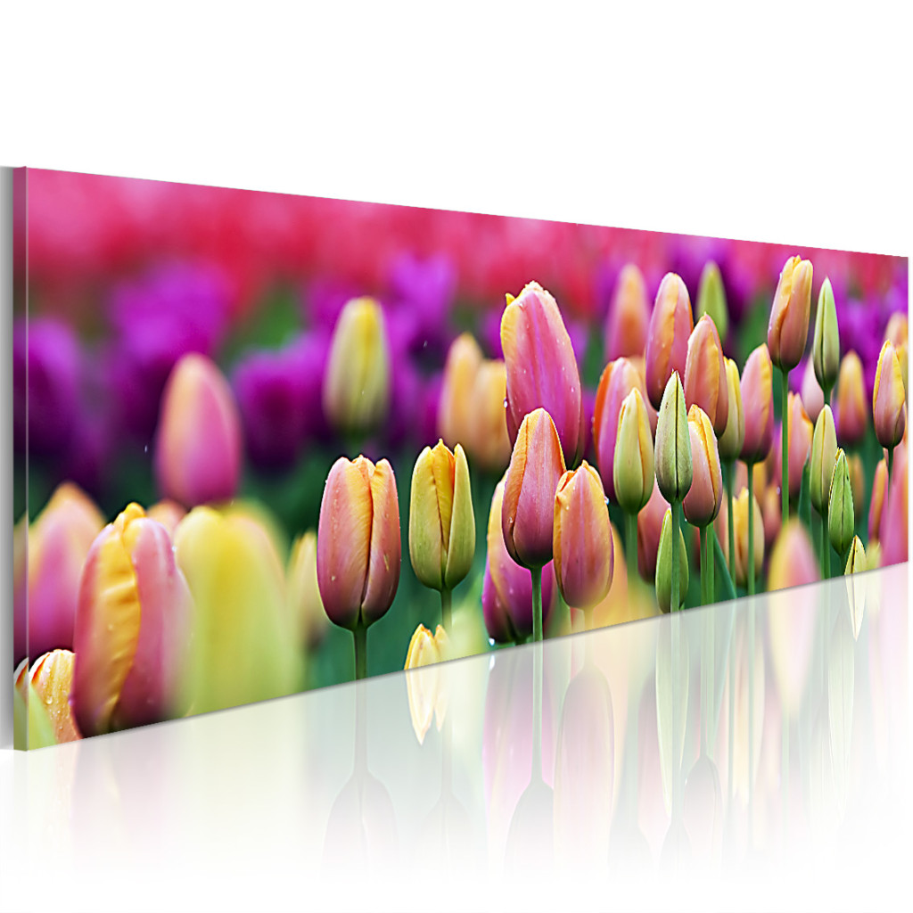 Schilderij  Tulpen: Regenboogkleurige Tulpen