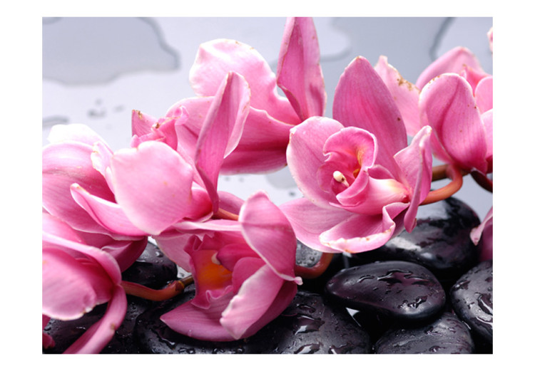 Wall Mural Composition - Pink Orchid Flowers Resting on Wet Zen Stones 60184 additionalImage 1