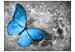 Wall Mural Insect World - Beautiful blue butterfly on a gray retro pattern background 61284 additionalThumb 1