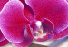 Quadro moderno Orchidea su sfondo attenuato 55594 additionalThumb 4