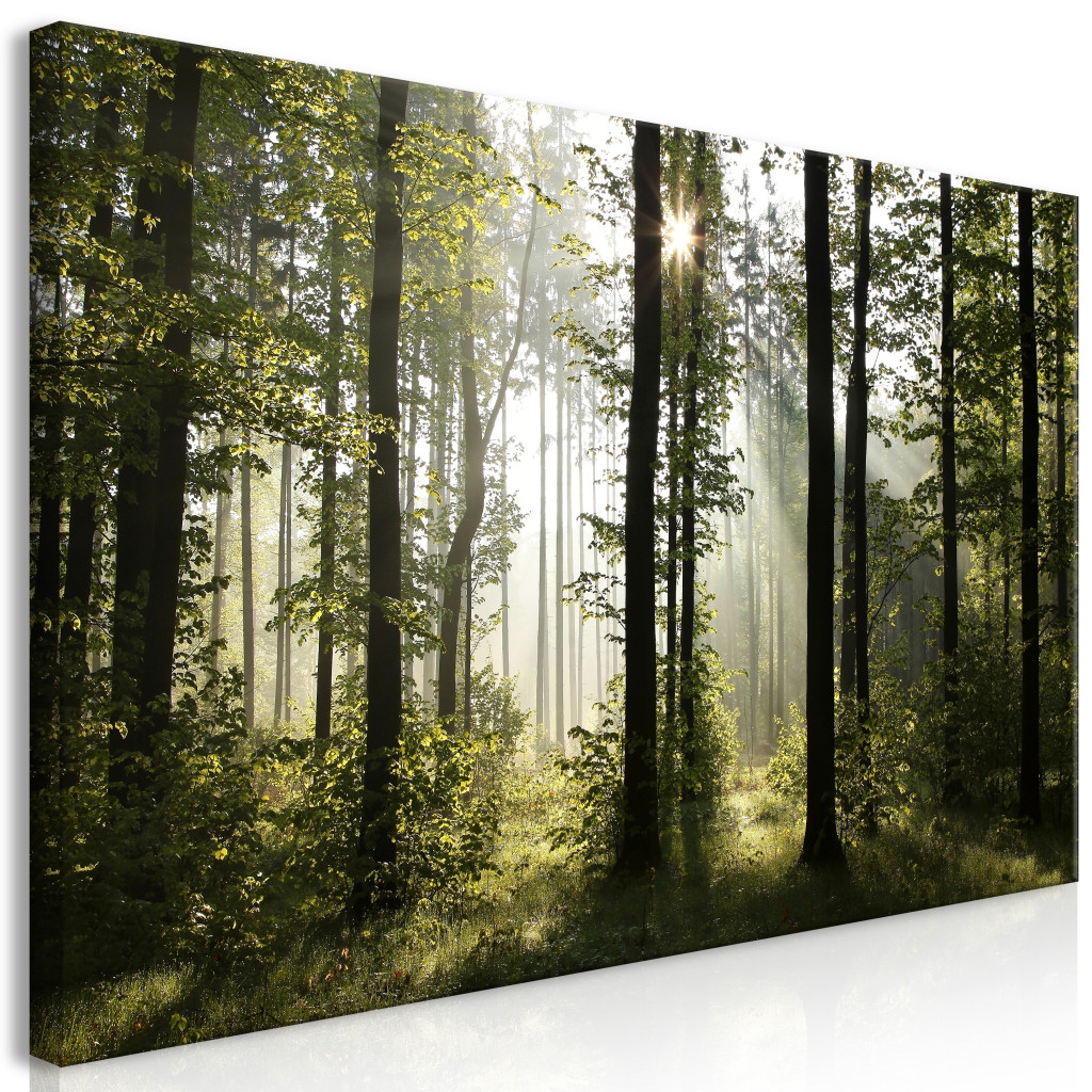 Schilderij Forest: Beautiful Morning II [Large Format]