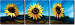 Canvas Print Sunflowers 48605