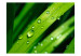 Fotomural Dewdrops on leaves 59915 additionalThumb 1