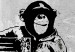 Bild auf Leinwand Banksy: Monkey with Frame 106525 additionalThumb 5