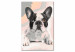 Paint by Number Kit French Bulldog  107125 additionalThumb 5