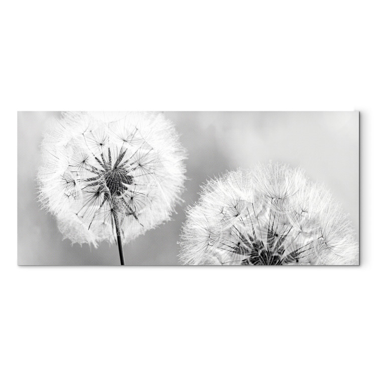 Canvas Fluffy Dandelions (1 Part) Grey Wide 107225