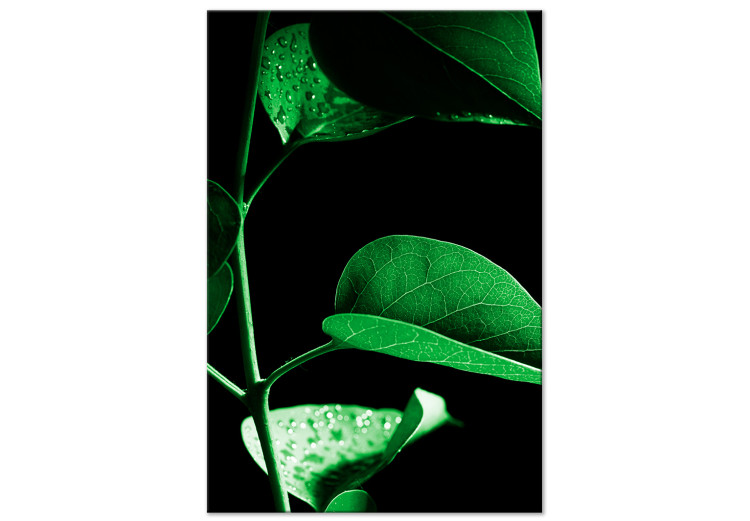 Obraz Roślina w czerni (1-częściowy) pionowy 121625