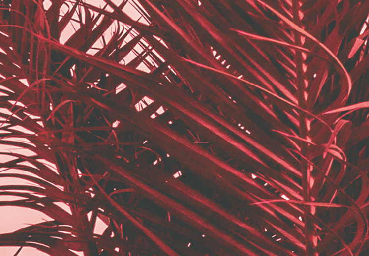 Obraz Czerwona palma - liście palmy w świetle zachodzącego słońca 128825 additionalImage 5