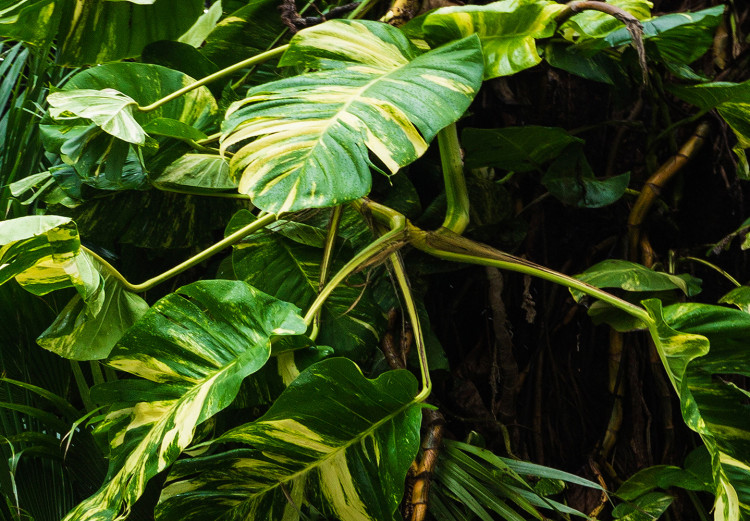 Carta da parati Jungle - Exotic Dark Green Vegetation in a Tropical Forest 146425 additionalImage 3