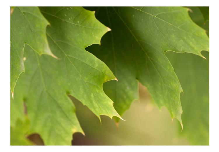 Fotomural Folhas - motivo natural de close-up de folhas de árvores 60425 additionalImage 1