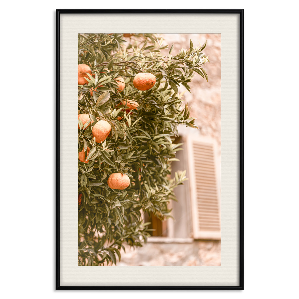 Muur Posters Urban Greenery - Citrus Tree Against The Background Of An Old Building