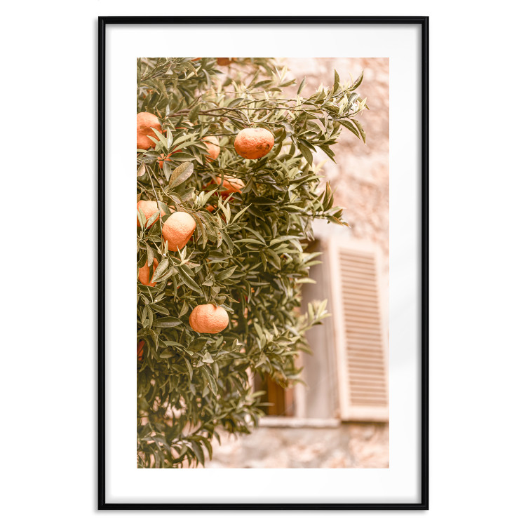 Poster Urban Greenery - Citrus Tree Against the Background of an Old Building 145235 additionalImage 11