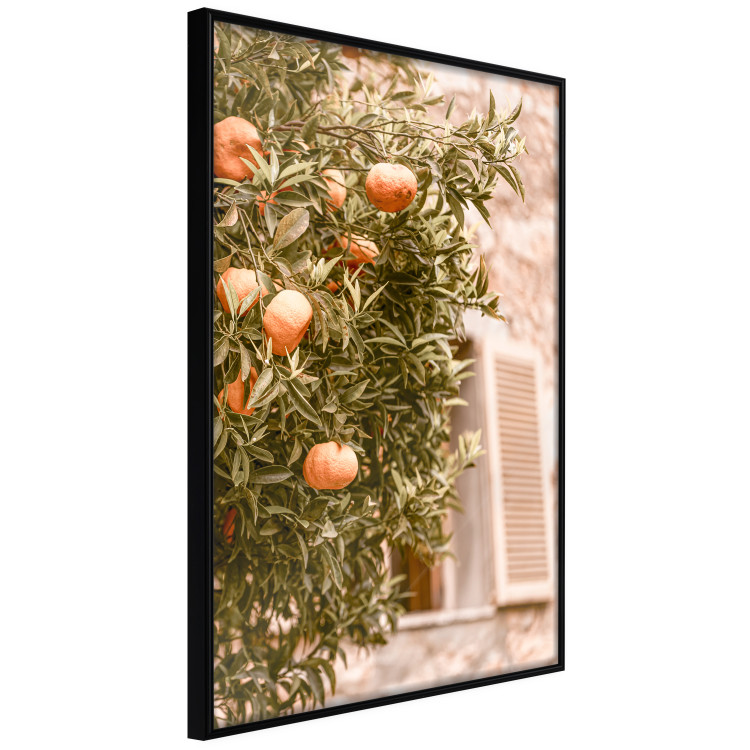 Poster Urban Greenery - Citrus Tree Against the Background of an Old Building 145235 additionalImage 6