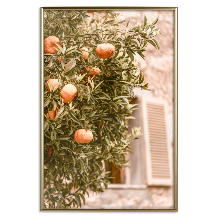 Poster Urban Greenery - Citrus Tree Against the Background of an Old Building 145235 additionalImage 22