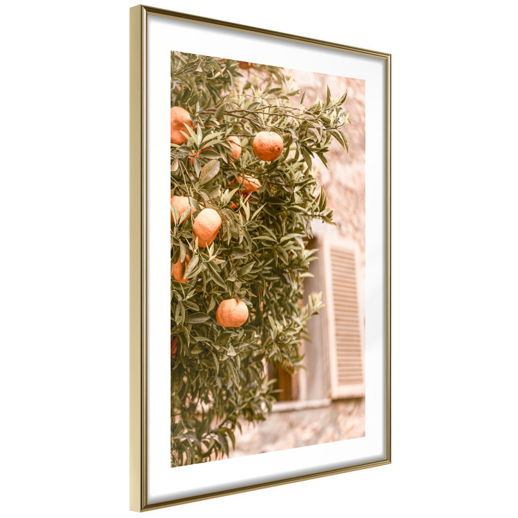 Poster Urban Greenery - Citrus Tree Against the Background of an Old Building 145235 additionalImage 8
