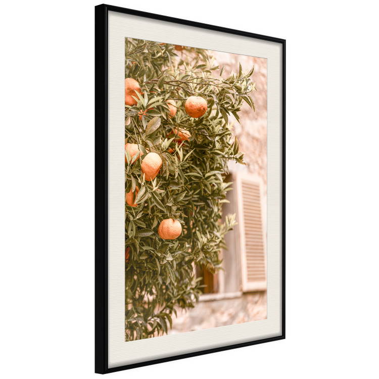 Poster Urban Greenery - Citrus Tree Against the Background of an Old Building 145235 additionalImage 9
