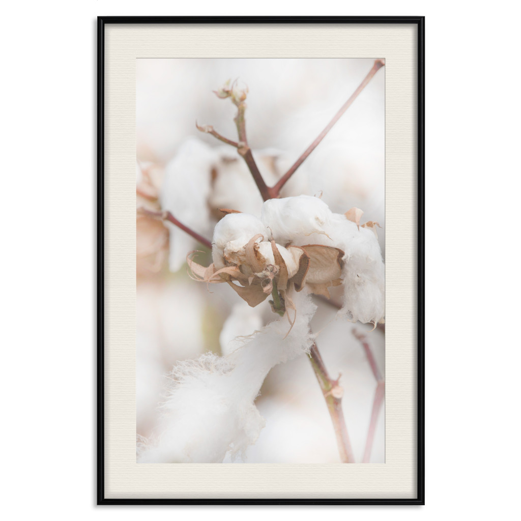 Poster Decorativo Cotton Twigs - Natural Plant Photo In The Style Of A Boho
