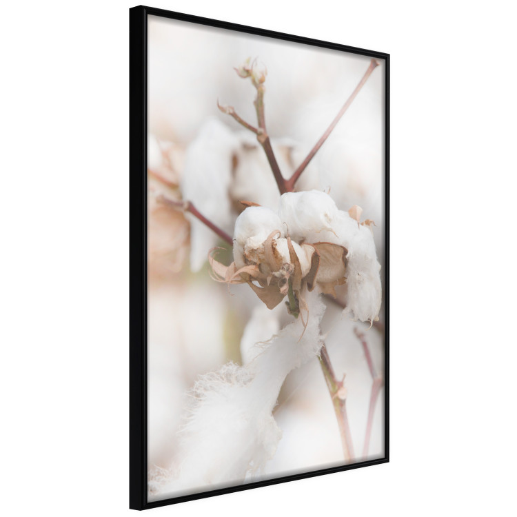 Poster Cotton Twigs - Natural Plant Photo in the Style of a Boho 146435 additionalImage 3