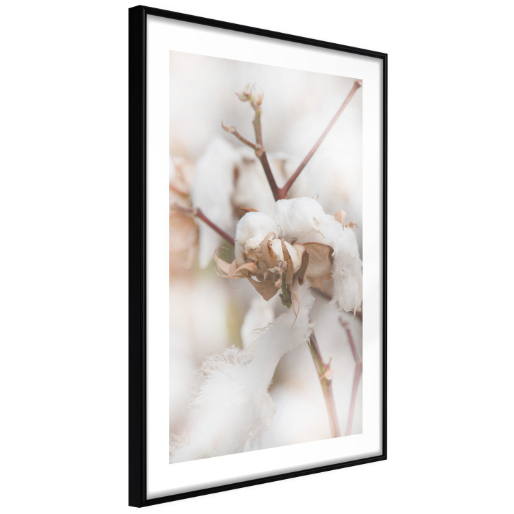 Poster Cotton Twigs - Natural Plant Photo in the Style of a Boho 146435 additionalImage 9