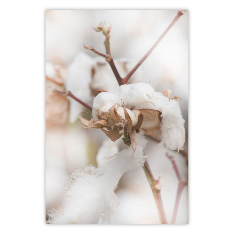 Poster Cotton Twigs - Natural Plant Photo in the Style of a Boho 146435